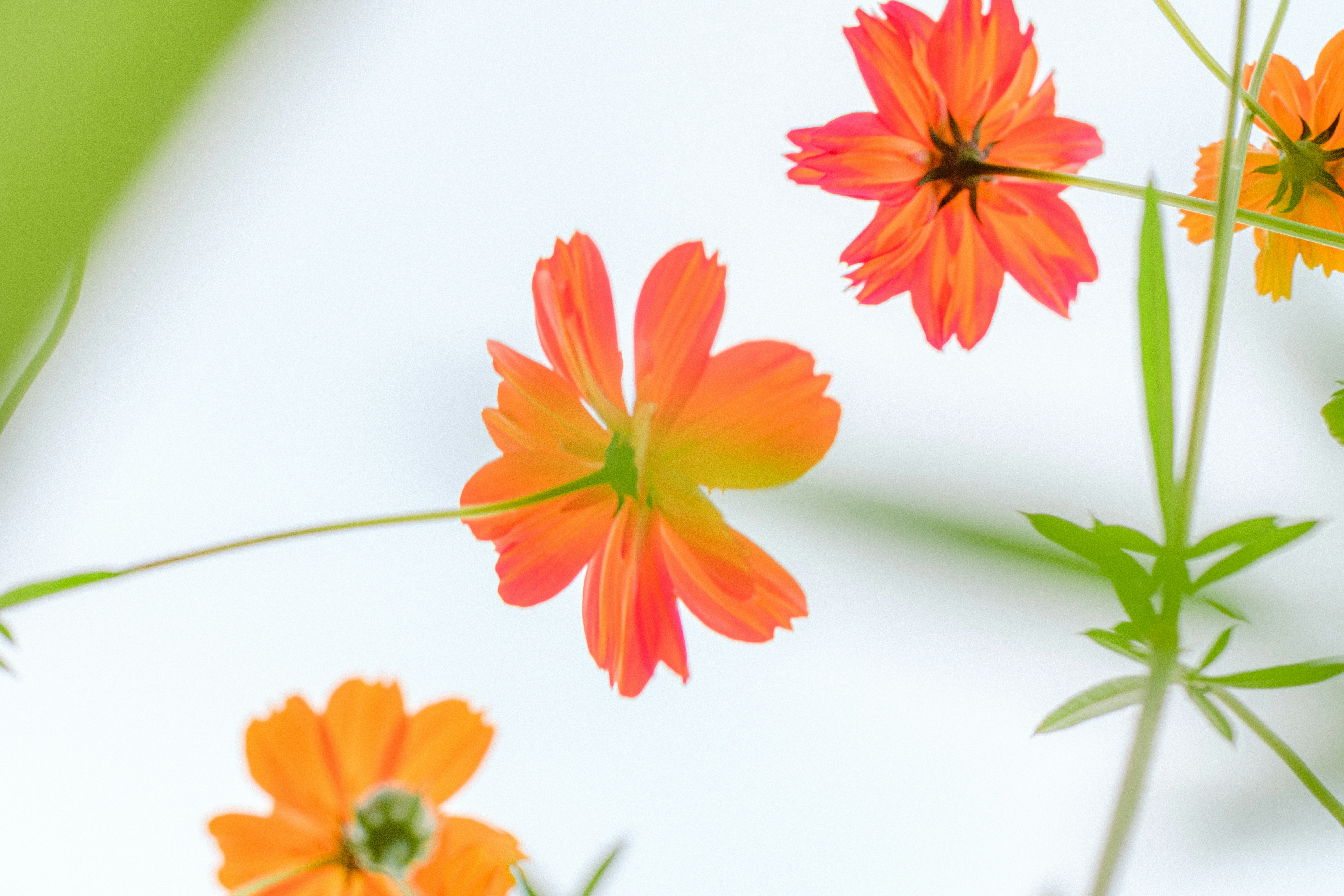 Photo by xiexianghua