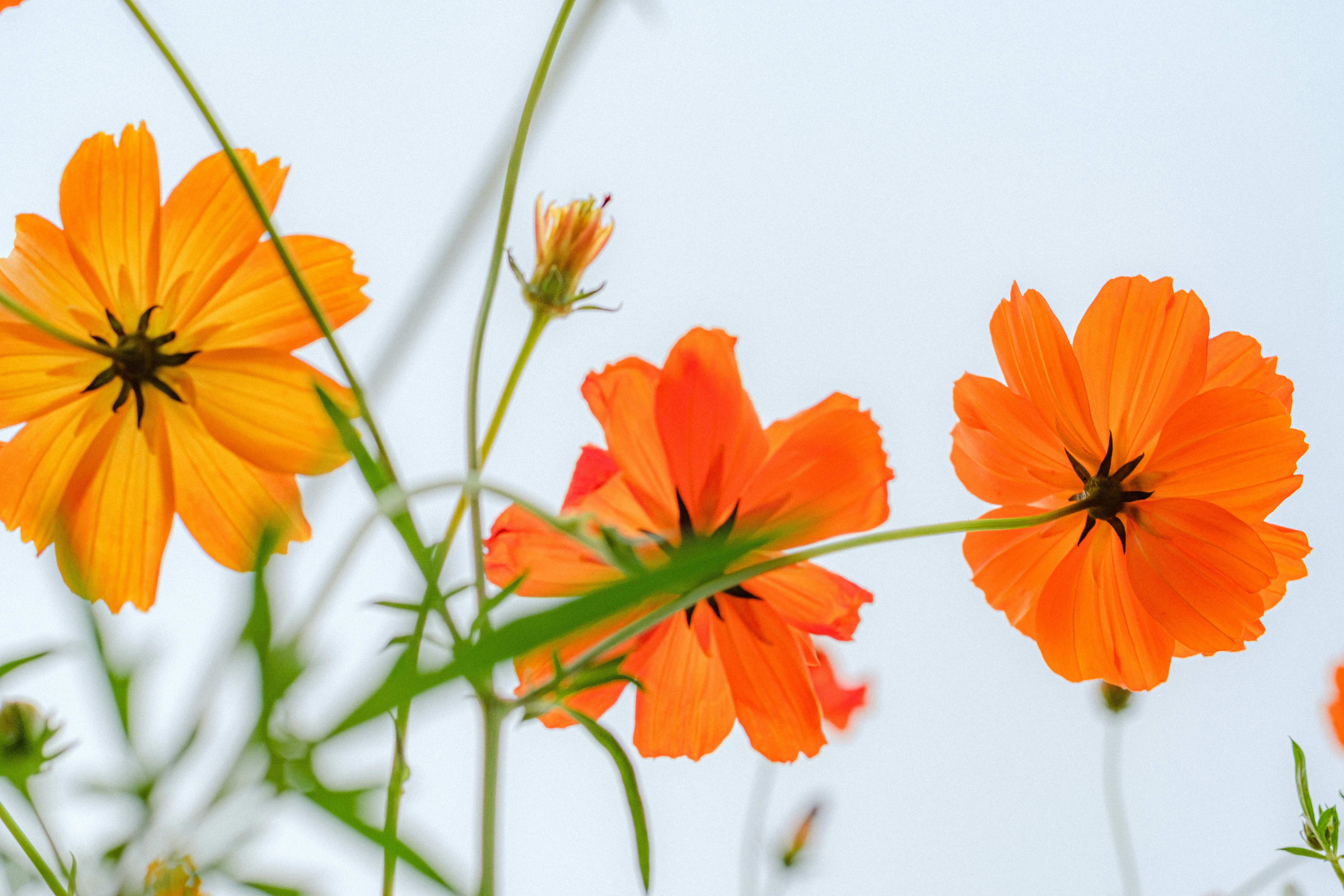 Photo by xiexianghua