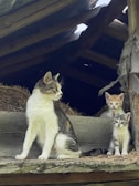 A mother cat and two kittens are sitting on a wooden ledge inside a rustic structure. The mother cat, with a mix of white and tabby markings, is seated upright and alert. The two kittens, one with orange and white fur and the other with grey and white, are positioned behind her, displaying curious expressions. Hay is scattered around, and the wooden beams and old roofing add to the rustic atmosphere.