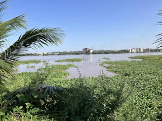 A serene river landscape with lush green vegetation growing near the water's edge. The view extends to distant buildings across the river under a clear blue sky. Palm fronds frame the image, adding a tropical feel.