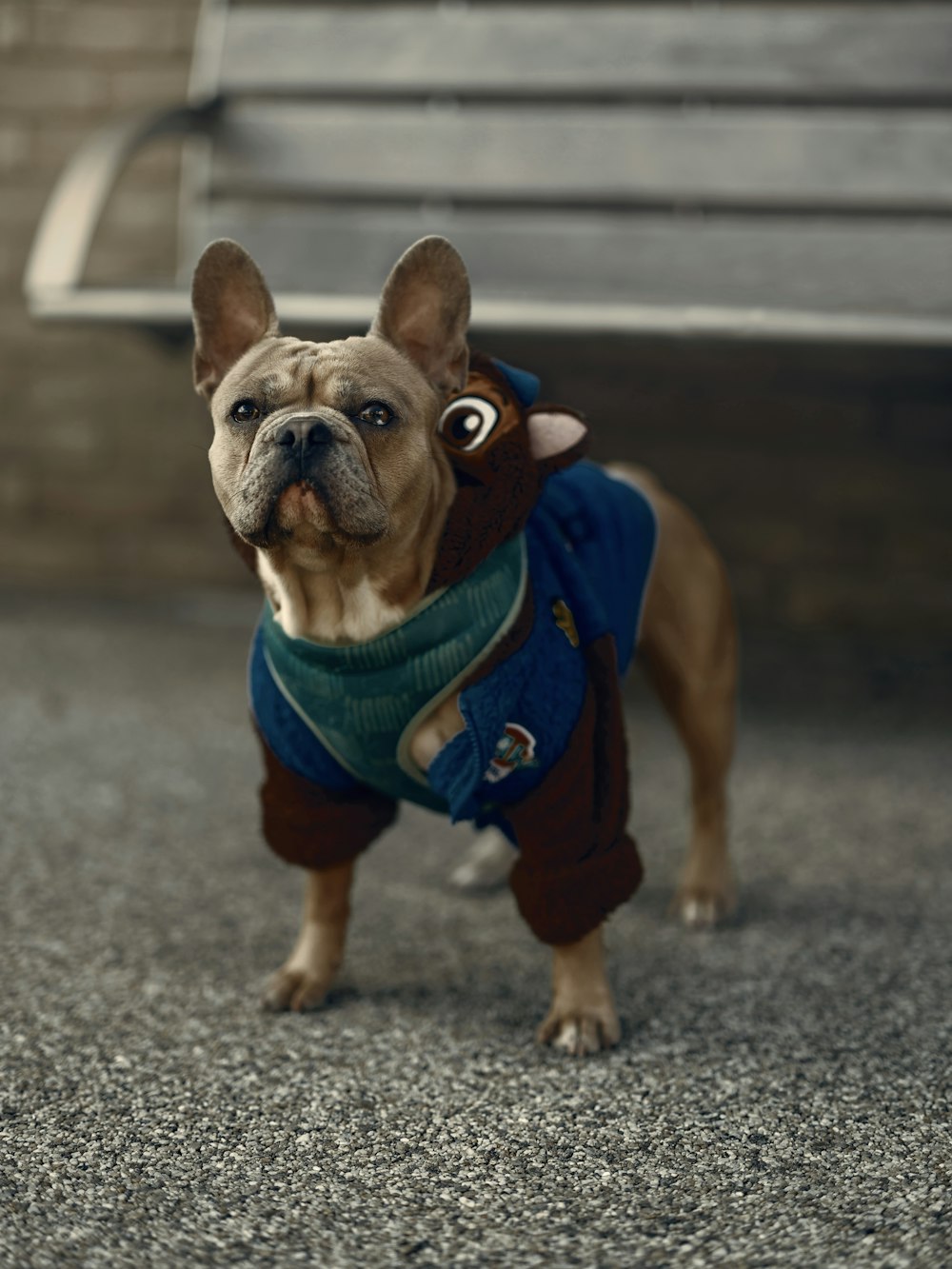 a small dog wearing a sweater and looking at the camera