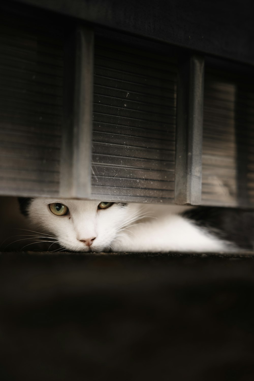 a white and black cat laying on the ground