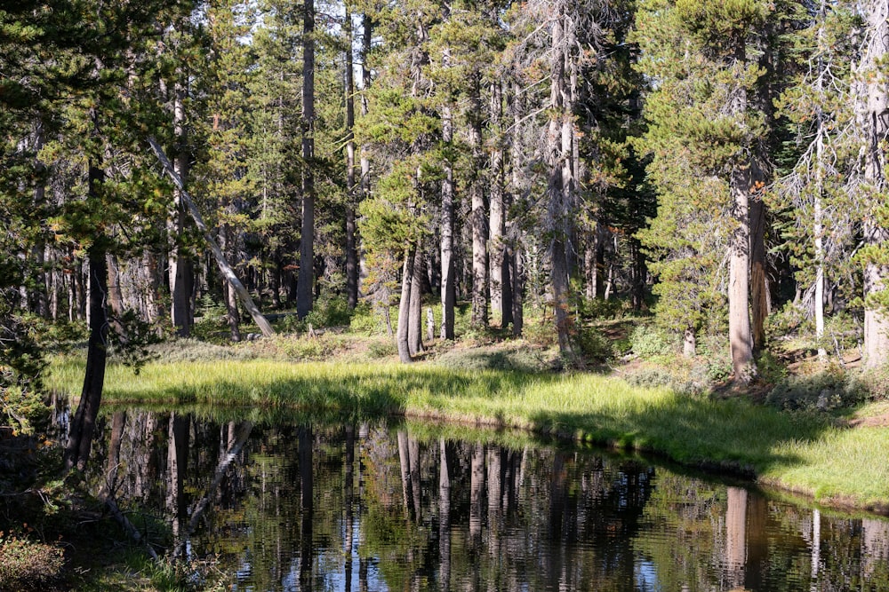 a body of water surrounded by trees and grass