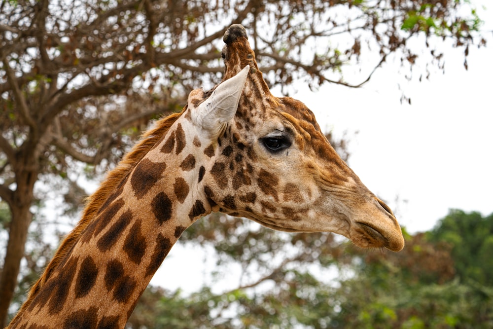 a close up of a giraffe's head with trees in the background