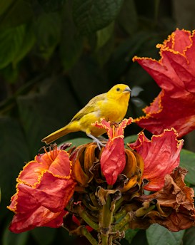 A vibrant yellow bird perched on a tropical plant with large, bright red-orange flowers. The petals are edged with a striking yellow rim, which contrasts with the bird's feathers. Lush green leaves form the background, providing a natural setting.