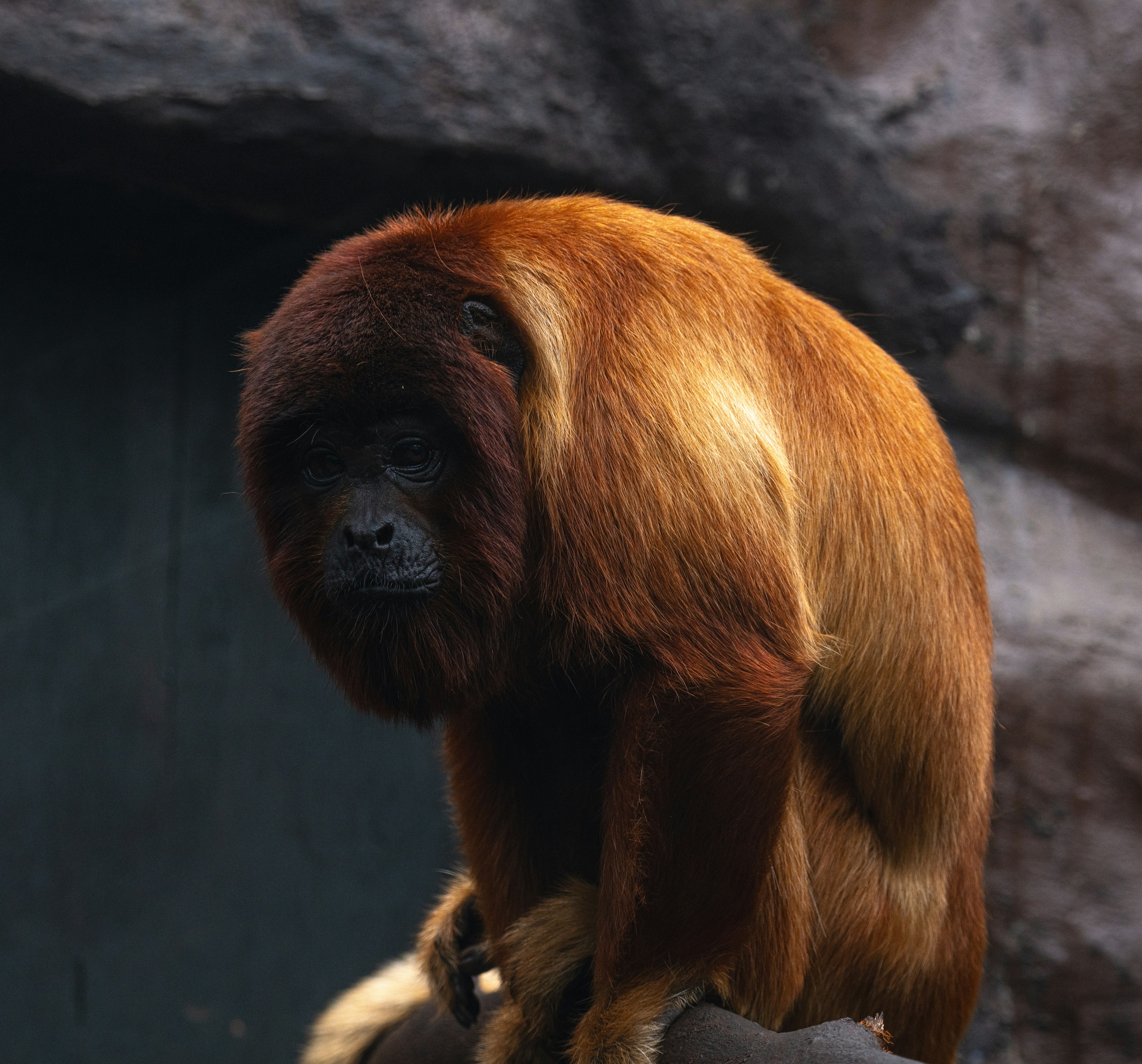 1. Orangutans Get a Lifeline From Community Rangers (image credits: unsplash)