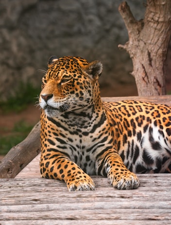 A majestic jaguar rests on a wooden surface with its body partially draped over it. The jaguar's fur is a striking combination of golden yellow with dark rosettes and spots, creating a beautiful and intricate pattern. Its head is turned to the side, showcasing its sharp features and focused gaze. In the background, there is a blurred natural setting that includes a tree trunk.