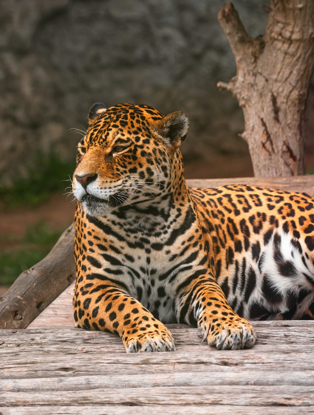 a large leopard laying on top of a wooden platform