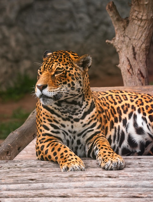 A majestic jaguar rests on a wooden surface with its body partially draped over it. The jaguar's fur is a striking combination of golden yellow with dark rosettes and spots, creating a beautiful and intricate pattern. Its head is turned to the side, showcasing its sharp features and focused gaze. In the background, there is a blurred natural setting that includes a tree trunk.