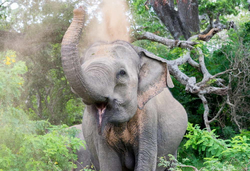 an elephant with its trunk in the air and it's trunk in the air