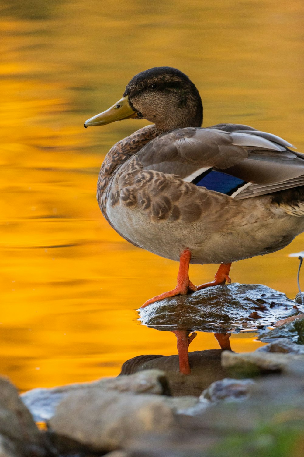 a duck standing on a rock in the water