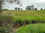 A lush green field with a herd of black cattle grazing in the distance. A rustic wooden fence separates the field from a small, shallow stream in the foreground, surrounded by dense grass and shrubbery. Tall trees are scattered across the field and the sky is overcast, adding a muted tone to the landscape.