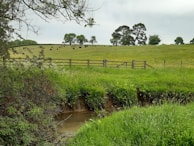 A lush green field with a herd of black cattle grazing in the distance. A rustic wooden fence separates the field from a small, shallow stream in the foreground, surrounded by dense grass and shrubbery. Tall trees are scattered across the field and the sky is overcast, adding a muted tone to the landscape.