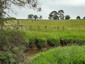 A lush green field with a herd of black cattle grazing in the distance. A rustic wooden fence separates the field from a small, shallow stream in the foreground, surrounded by dense grass and shrubbery. Tall trees are scattered across the field and the sky is overcast, adding a muted tone to the landscape.