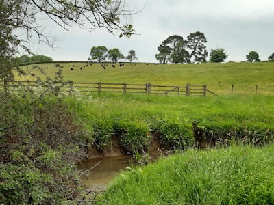 A lush green field with a herd of black cattle grazing in the distance. A rustic wooden fence separates the field from a small, shallow stream in the foreground, surrounded by dense grass and shrubbery. Tall trees are scattered across the field and the sky is overcast, adding a muted tone to the landscape.