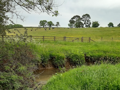A lush green field with a herd of black cattle grazing in the distance. A rustic wooden fence separates the field from a small, shallow stream in the foreground, surrounded by dense grass and shrubbery. Tall trees are scattered across the field and the sky is overcast, adding a muted tone to the landscape.