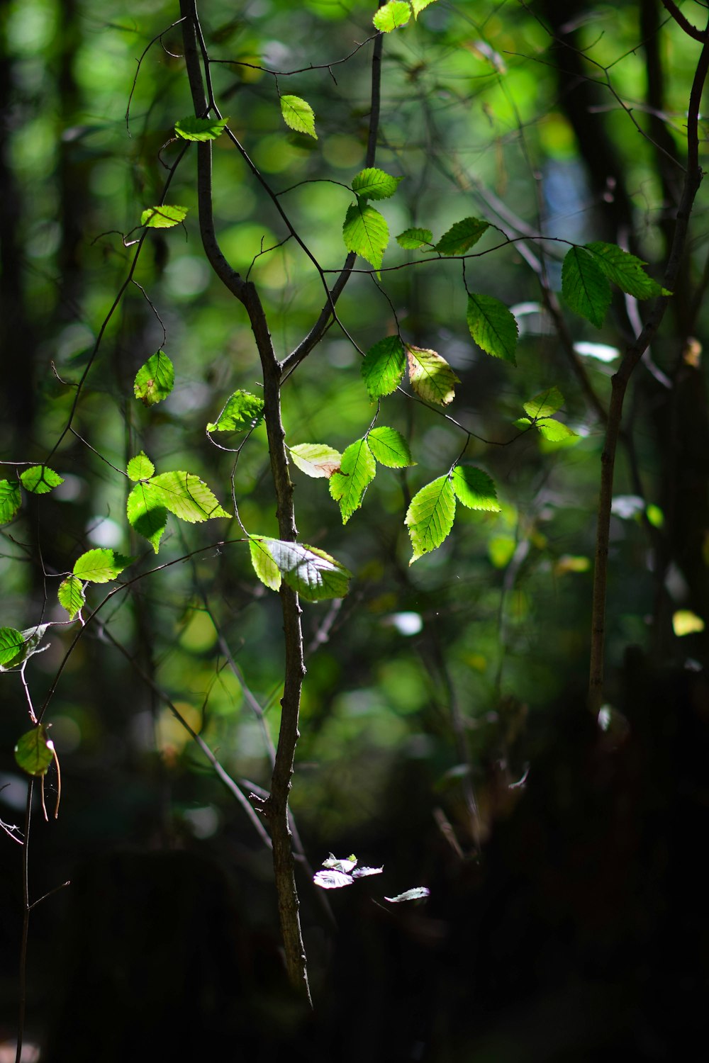 Un arbre aux feuilles vertes dans une forêt