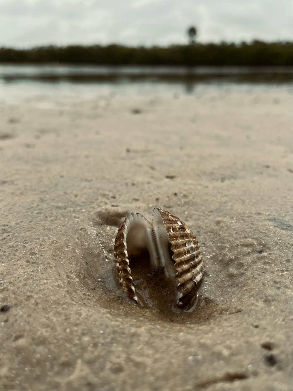 a sea shell on the sand of a beach