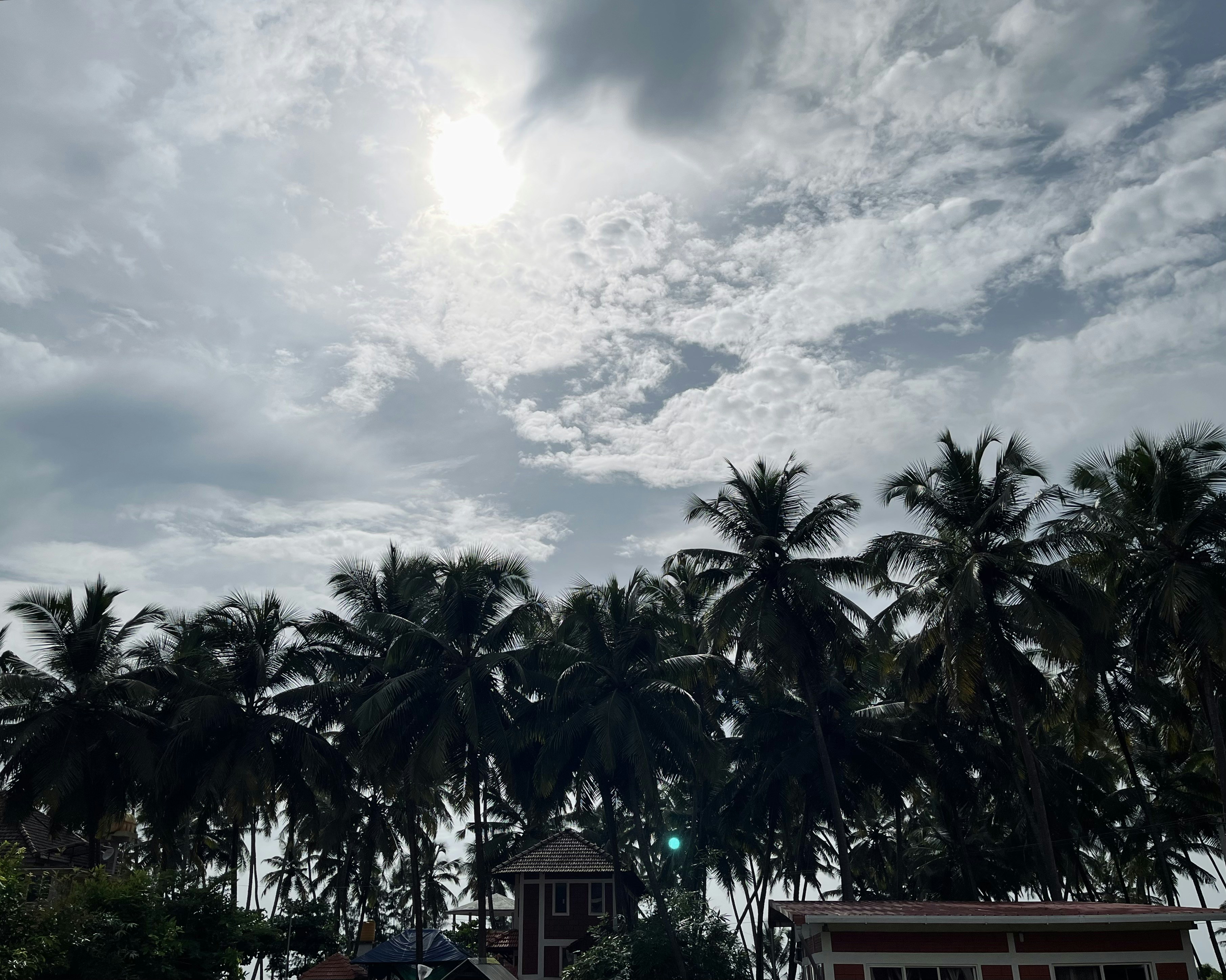 How to Harvest Rose of Sharon for Tea