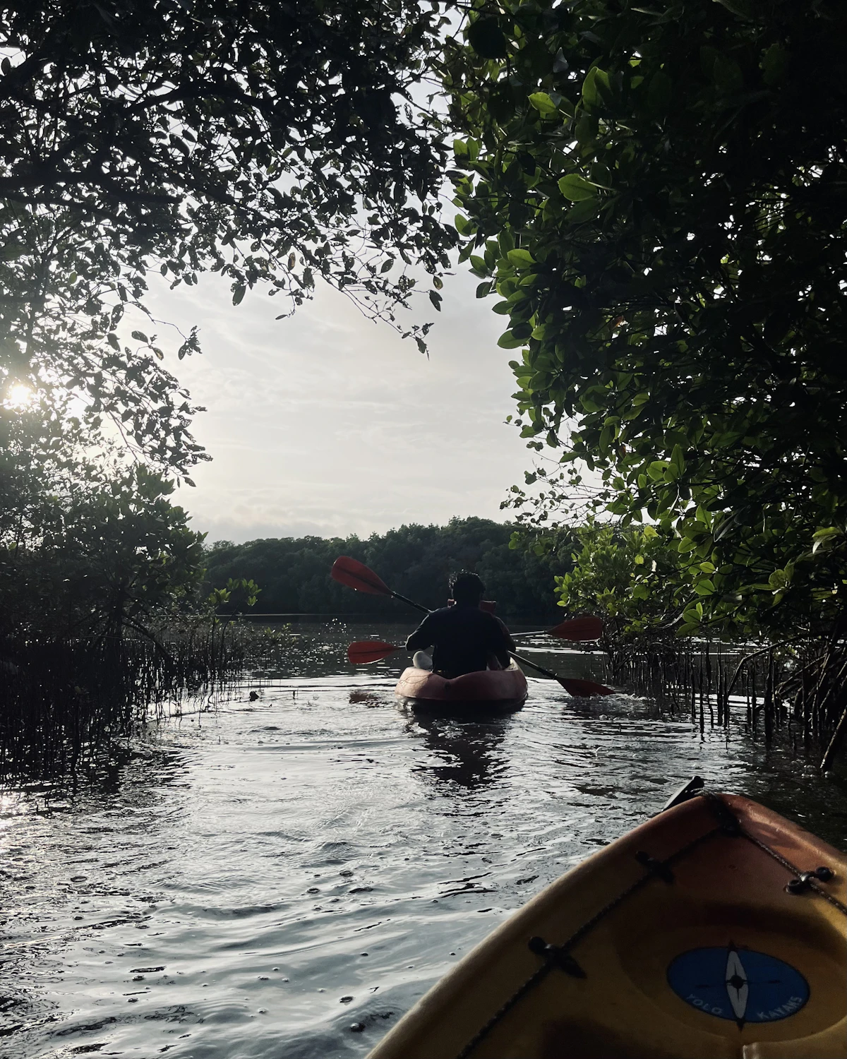 Mangrove Kayaking activity