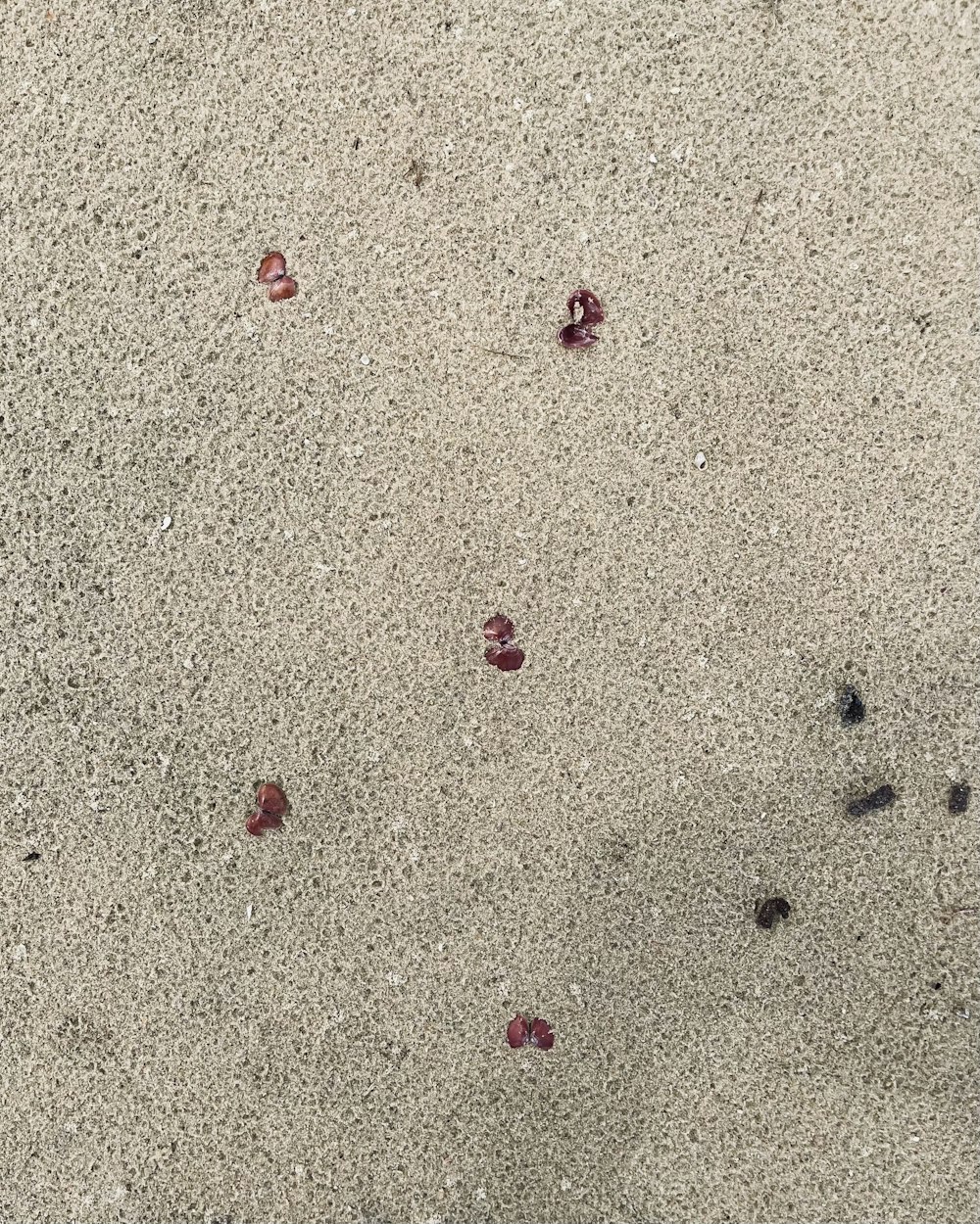 a dog is walking on the sand with a frisbee