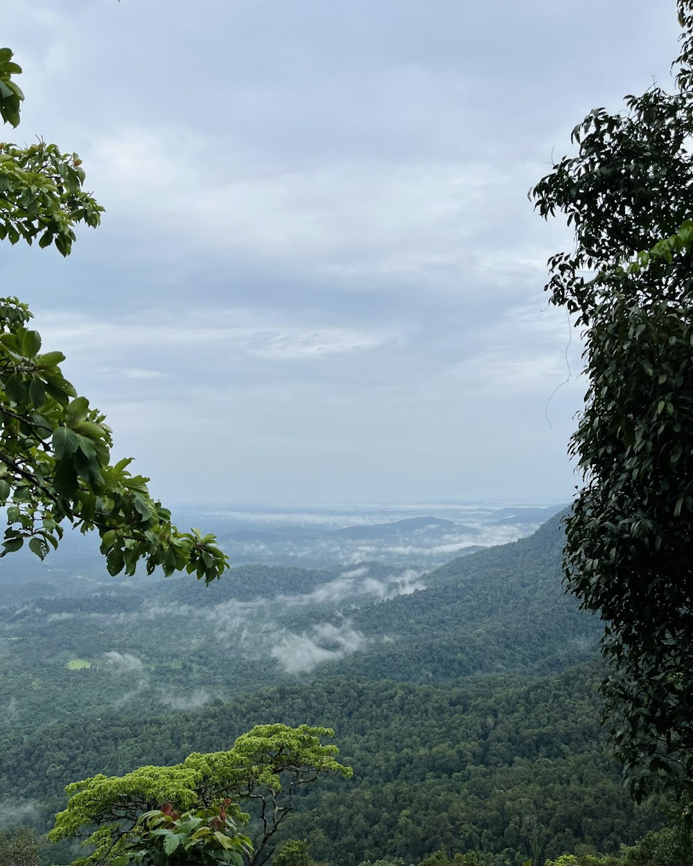 a view of a valley with trees in the foreground