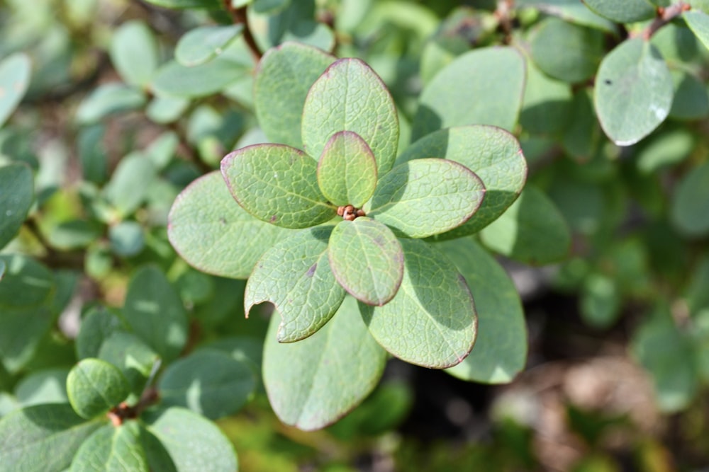 a close up of a green plant with leaves