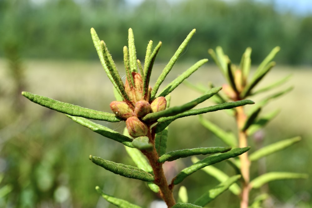 a close up of a small green plant