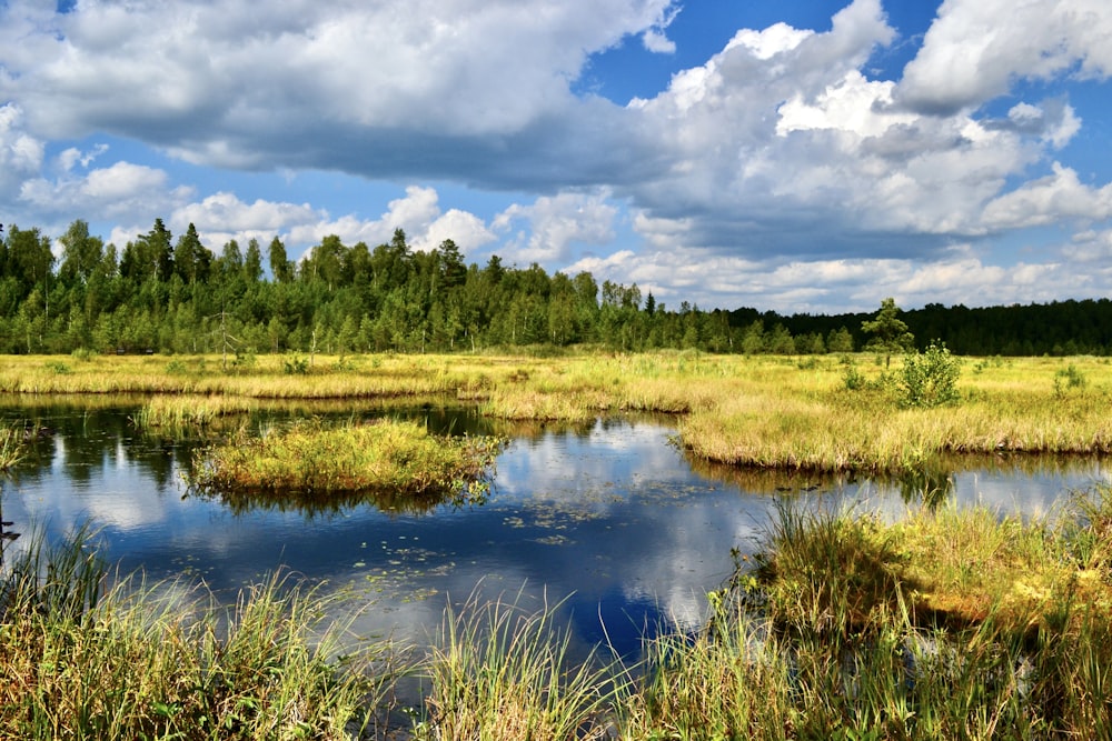 a large body of water surrounded by grass and trees