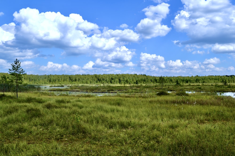 a grassy field with trees and water in the background