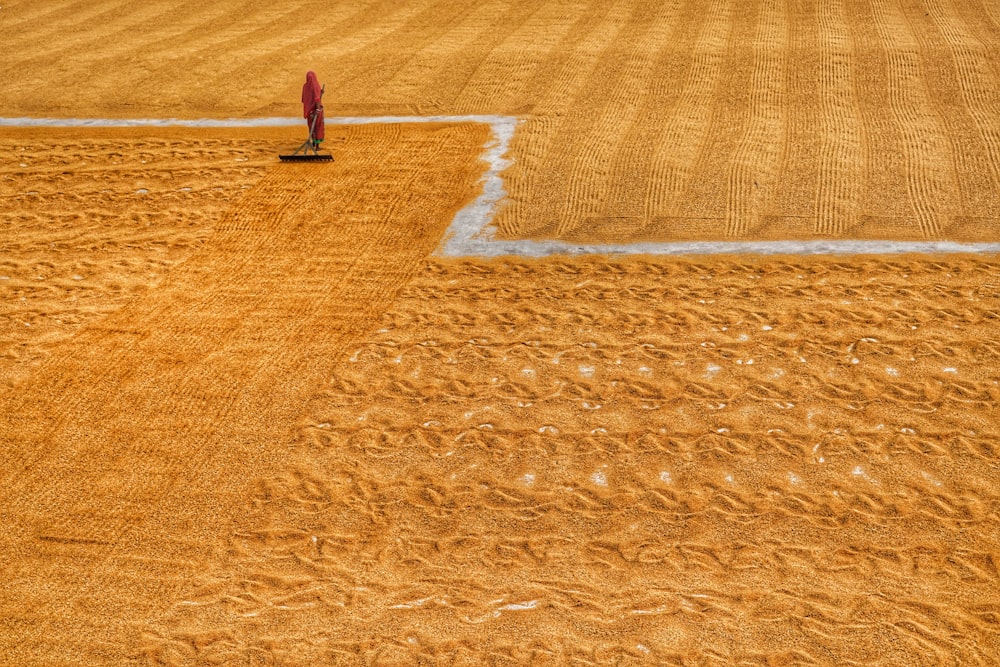 a person standing in a field of wheat