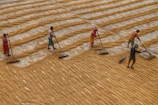 Several individuals are manually raking dried grains spread out in a systematic, linear pattern on a large outdoor surface, possibly for drying or processing. The people are wearing colorful, casual clothing, and are moving in a synchronized manner across the golden-brown sea of grains.