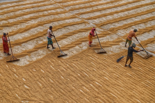 Several individuals are manually raking dried grains spread out in a systematic, linear pattern on a large outdoor surface, possibly for drying or processing. The people are wearing colorful, casual clothing, and are moving in a synchronized manner across the golden-brown sea of grains.