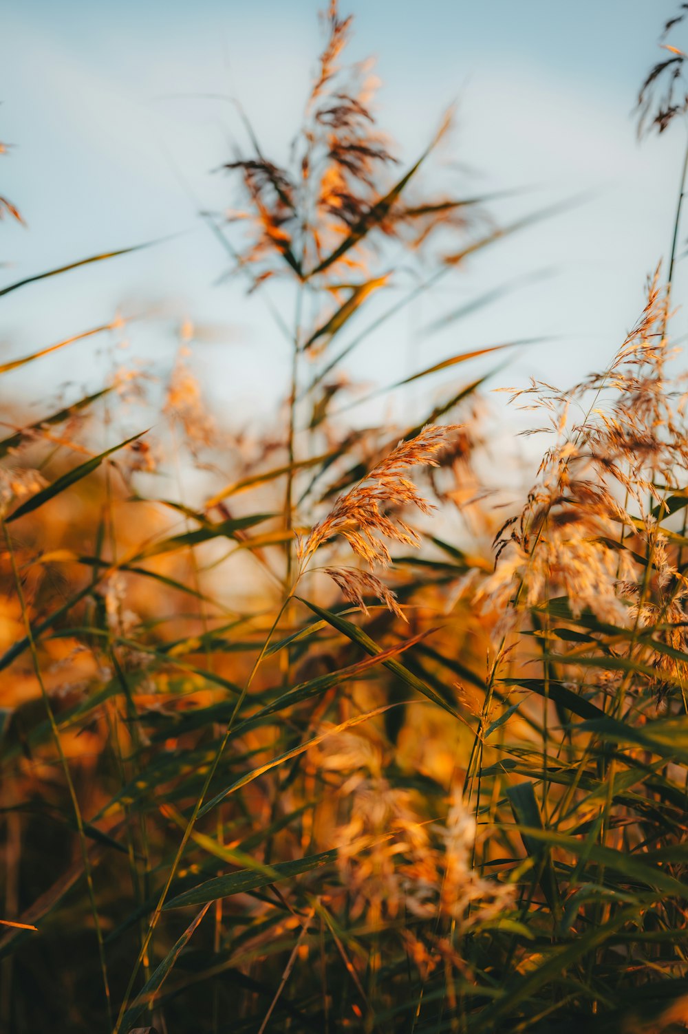 a field of tall grass with a blue sky in the background