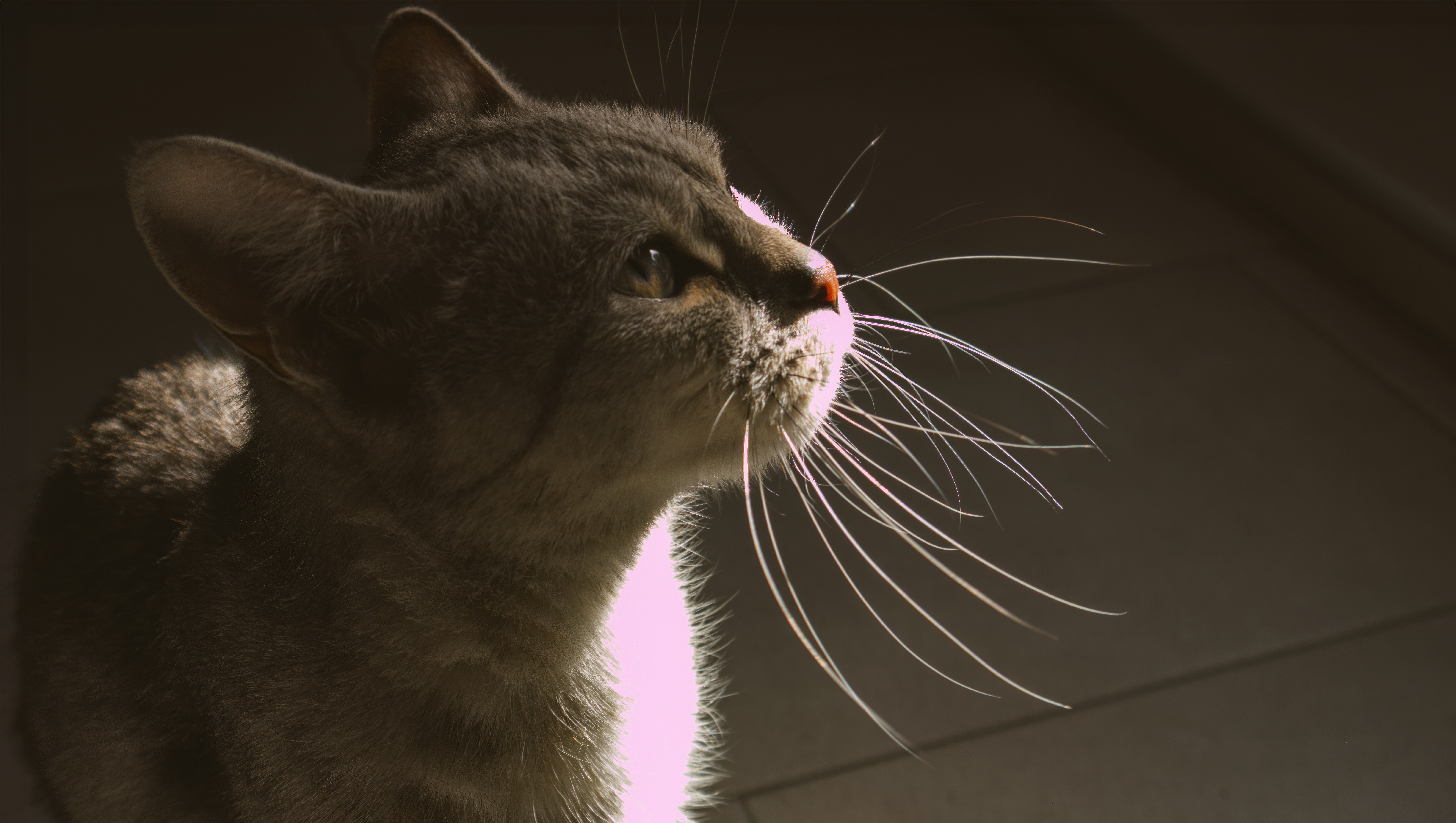 Cozy Kitty Mom Hoodie