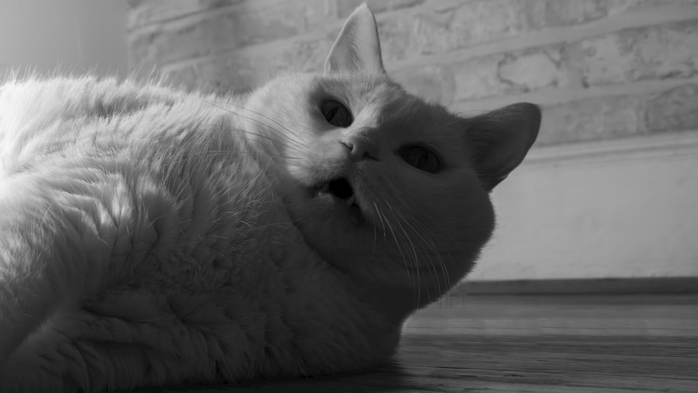 a black and white photo of a cat laying on the floor