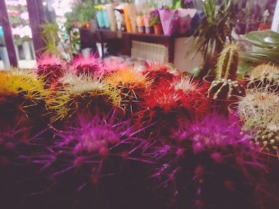 Stylish cactus-themed accessories in a sunny setting.