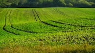 A vibrant green field with rows of rubber trees.