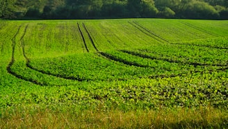 A vibrant green field with rows of rubber trees.