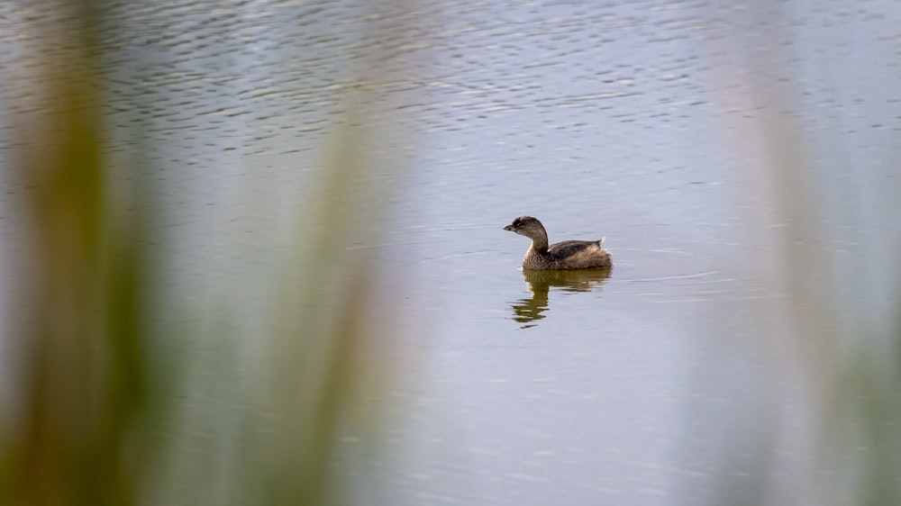 a duck floating on top of a body of water