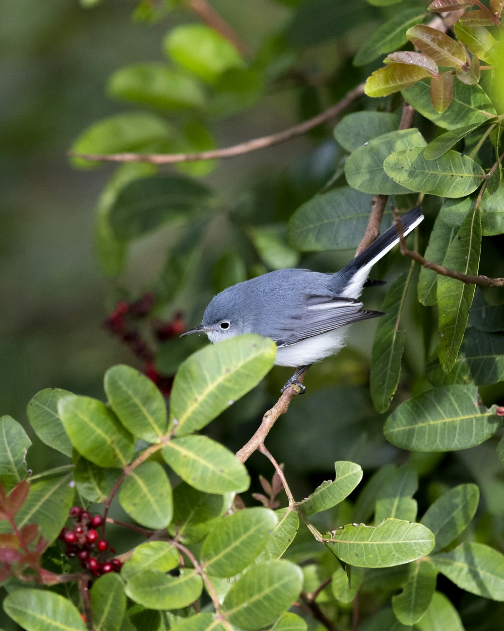 a blue bird perched on a branch of a tree