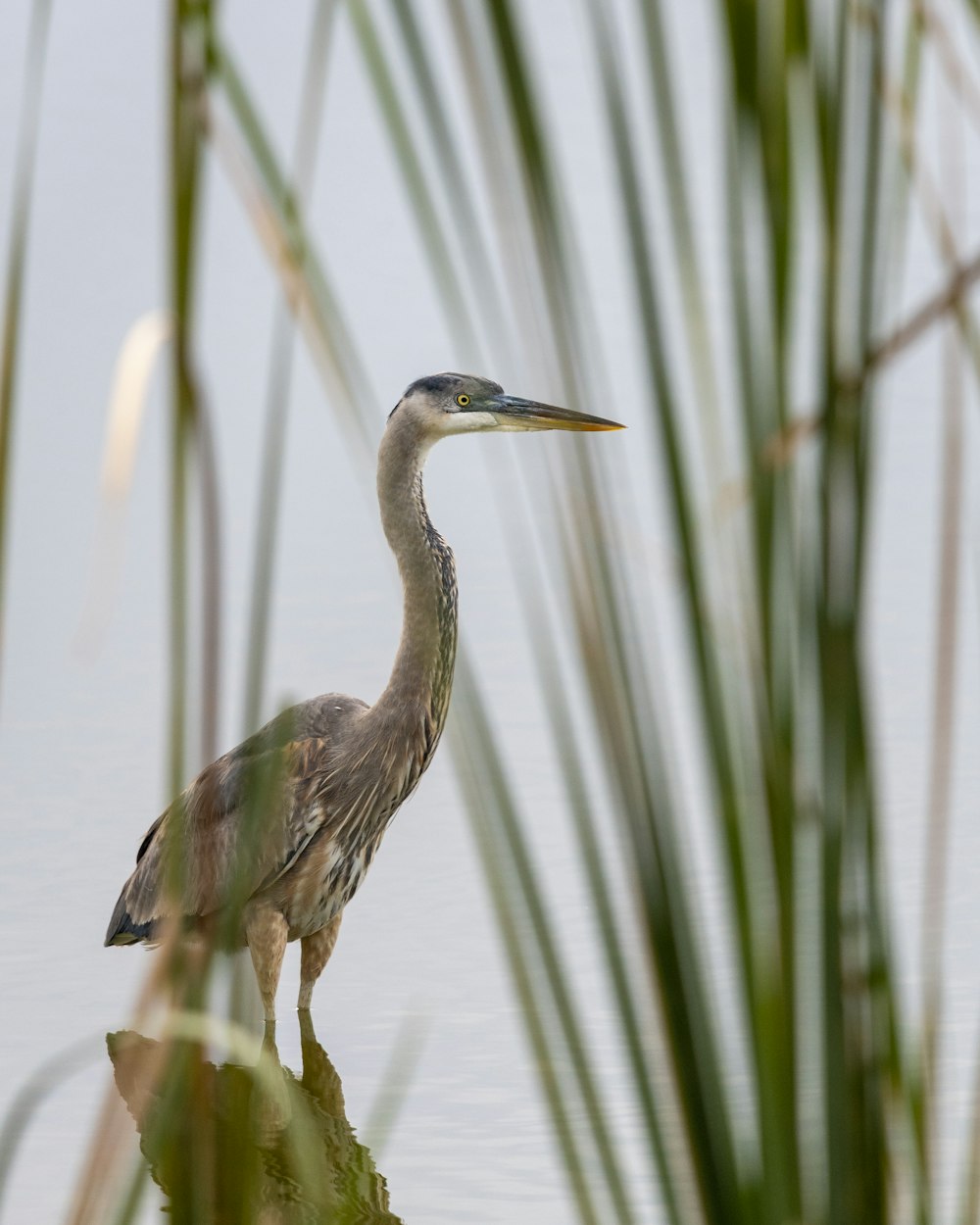 a bird is standing on a log in the water