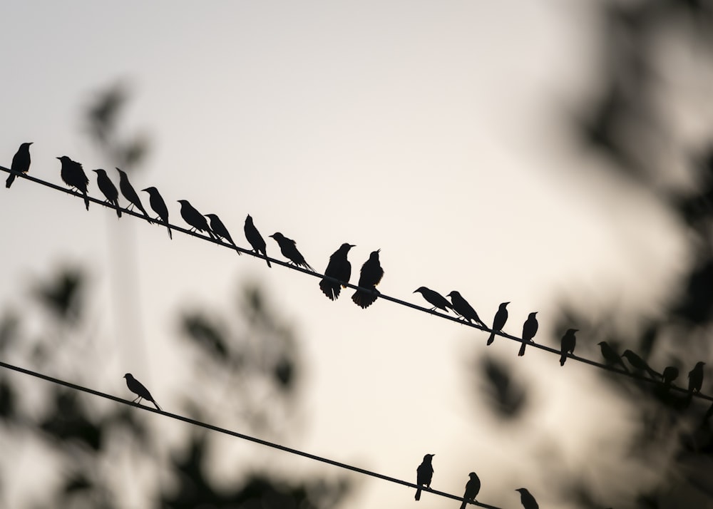 a flock of birds sitting on top of power lines