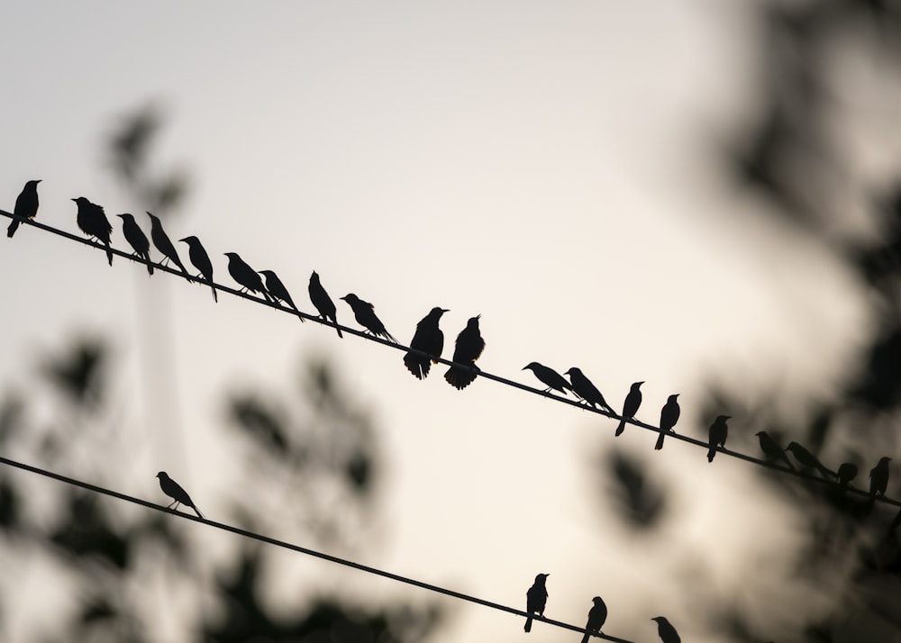 une volée d’oiseaux assis au-dessus de lignes électriques