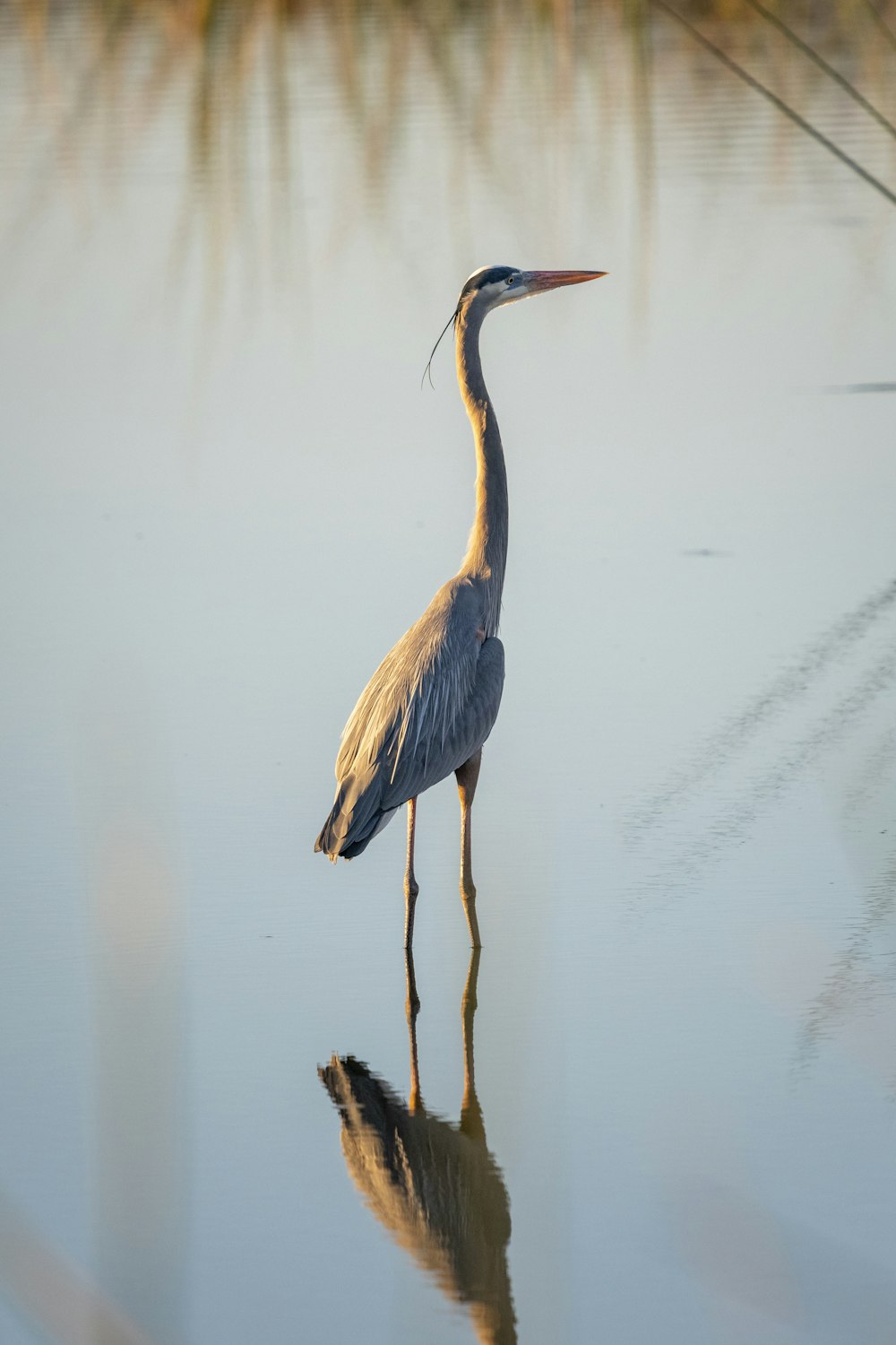 a bird is standing in the water with its reflection