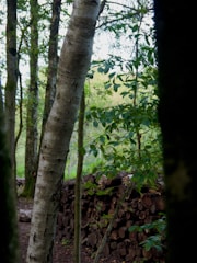 A serene forest landscape featuring several tall trees and a stack of cut logs in the background. The scene is rich with green foliage, creating a tranquil and natural environment.