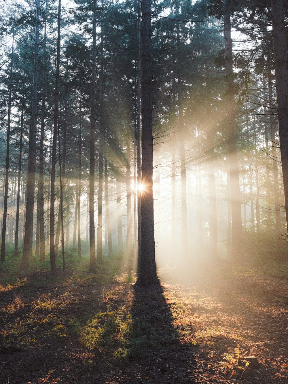 the sun is shining through the trees in the forest