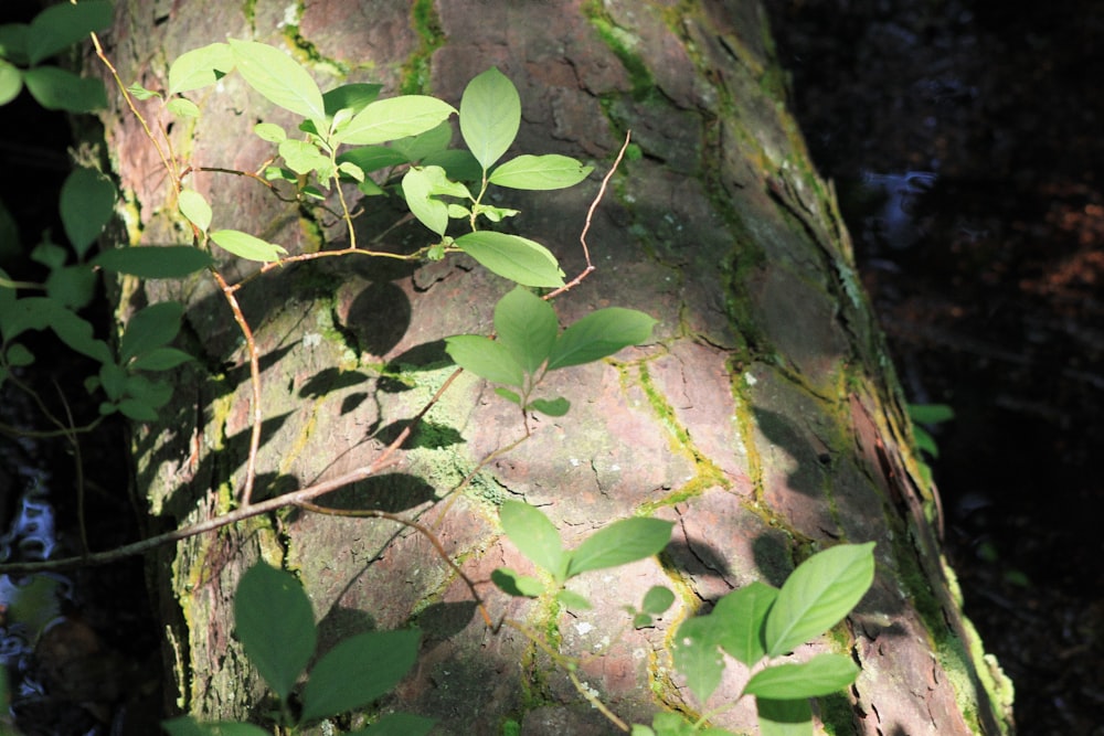 a tree trunk with green leaves growing on it