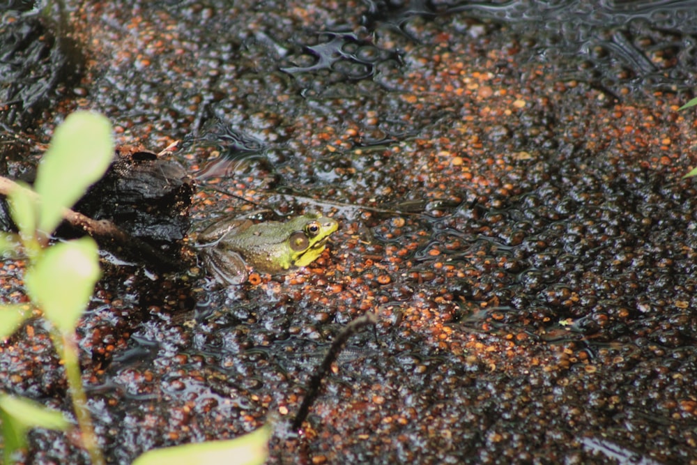 a frog is sitting in a puddle of water