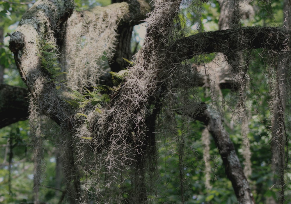 mousse poussant sur un arbre dans une forêt